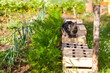 Au potager - chat surveillant les rangs de légumes (carottes, poireaux, semis) dans un potager naturel et familial