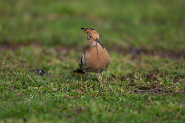 Poster - Eurasian Hoopoe (Upupa epops) feeding on grass