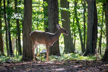 Fototapete - The white-tailed deer or Virginia deer in the autumn forest.