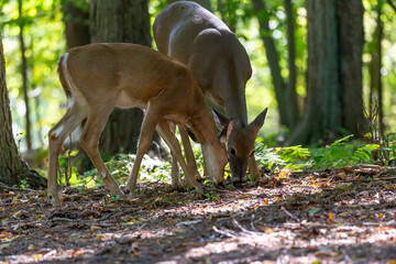 Canvas Print - The white-tailed deer or Virginia deer in the autumn forest.