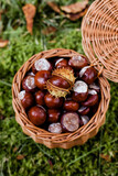 Fototapeta Pomosty - koszyk wiklinowy pełny owoców kasztanowca, kasztany w koszyku wiklinowym 