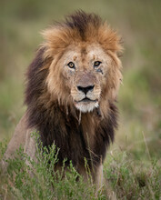 A Lion In Africa 