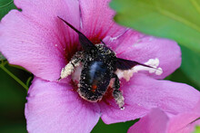 Black Xylocopa Violacea Or Violet Carpenter Bee Pollinating The Stamen Of A Beautiful Purple Flower
