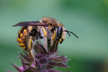 Wall Mural - Macro shot of a male European wool carder bee or Anthidium manicatum on a flower