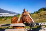 Fototapeta Konie - Cute horse near fence in mountains. Lovely domesticated pet