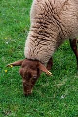 Poster - Vertical shot of sheep grazing in a field