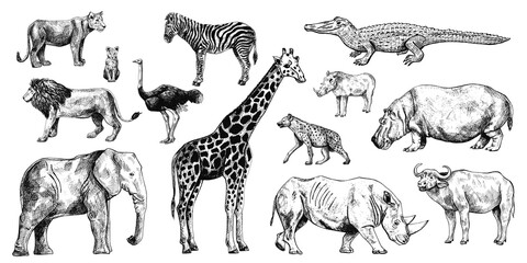 set african animals isolated on white background. collection giraffe, elephant, rhinoceros, hippo, b