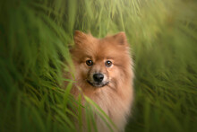 Pomeranian Dog Portrait Green Forest