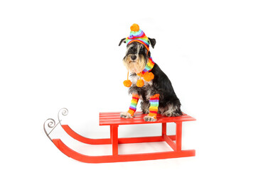 Wall Mural -  miniature schnauzer with woolen cap and scarf on a wooden sled isolated on a white background 