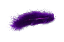 Isolated Purple Feather