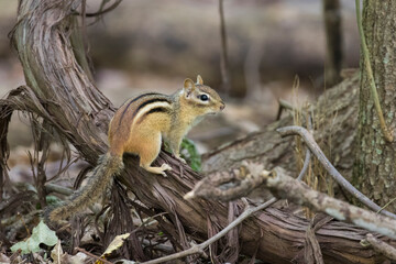 Poster - eastern chipmunk (Tamias striatus) in early fall