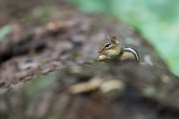 Poster - eastern chipmunk (Tamias striatus) in early fall