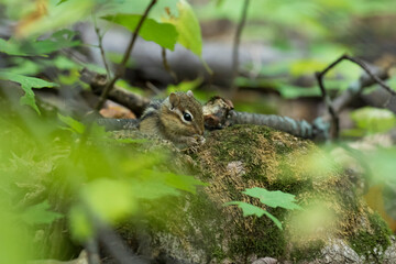 Poster - Baby eastern chipmunk (Tamias striatus) in early fall