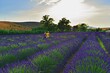 Tuscan landscape of the Pisan hills in Italy with lavender fields