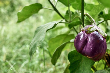 Ripe eggplant in the synergistic vegetable garden. Collect aubergines. Working in the garden as a hobby in the new normal. Harvest.