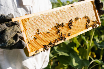 Poster - cropped view of apiarist holding frames with bees on honeycomb outdoors