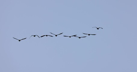 Wall Mural - A flock of birds flying in the sky