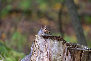 Wall Mural - The eastern gray squirrel (Sciurus carolinensis) in the park