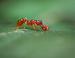 Ameisen (Formicidae), Insekten, Nahaufnahme