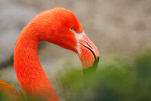 Phoenicopteriformes - Flamingo Bird In Detail On The Head.
