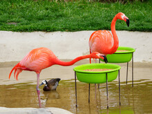 Phoenicopteriformes - Flamingo Bird Eating Food In Water From A Plastic Green Bowl On A Metal Frame.