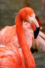 Canvas Print - Phoenicopteriformes - flamingo bird in detail on the head.