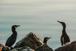 Cormorant on sea shore in south iceland 