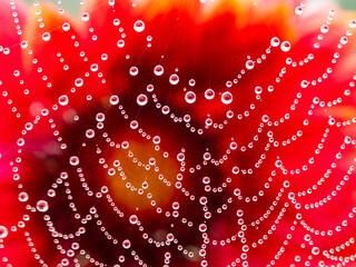 dewy spider web - net and flowers - macro photography