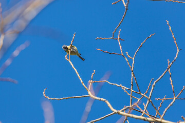 Wall Mural - Little colorful tit bird sitting on a tree branch.