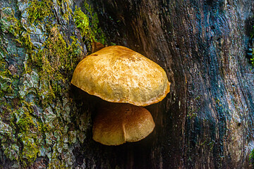 2 mushrooms on a tree.  Two mushrooms grow between the dead and living sides of this tree.