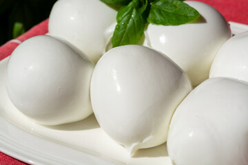 Cheese collection, white balls of Italian soft cheese mozzarella di bufala campana served with fresh basil