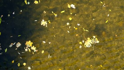 Wall Mural - Background from fallen leaves. Wallpaper of maple leaves on the water. Autumn. Day. Sunny. Russia.