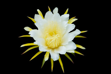 Dragon fruit flower blooming isolated on black background.