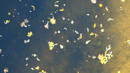 Wall Mural - Background from fallen leaves. Wallpaper of maple leaves on the water. Autumn. Day. Sunny. Russia.