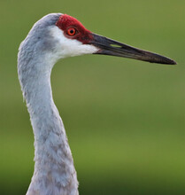 Closeup Of A Sandhill Crane In The Wild.