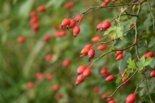 Red Wild Rose Fruits, Rosa Canina Autumn Fruits On Shrub, Space For Text.