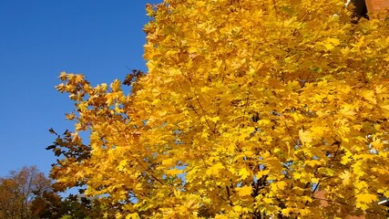 Wall Mural - Yellow autumn leaves against the blue sky. Trees and branches dressed in gold. Autumn. Day. Sunny. Russia.