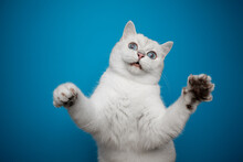 Playful White British Shorthair Cat With Blue Eyes Looking Funny While Playing