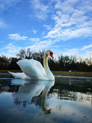 Poster - Swan swimming on the pond against a cloudy sky