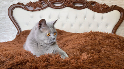 Wall Mural - Grey british cat with yellow eyes lying on bed