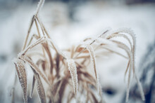 Dry Plants In Hoarfrost And Snow