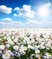 Canvas Print - Gold meadow of camomiles