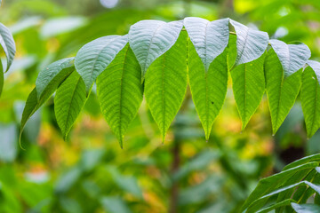 Branch with fresh green leaves of Juglans mandshurica, Manchurian walnut.