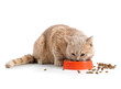 © Pixel-Shot - Cute cat eating food from bowl on white background