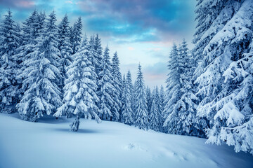 Poster - Splendid view of snow-capped spruces on a frosty day. Carpathian mountains, Ukraine.