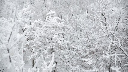 Wall Mural - The snow falls on the tree branches.