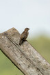 © Dasya - Dasya - House sparrow seen from the side. The bird sits on a wooden plank with a blue sky trees in the background. Copy space, selective focus, blur