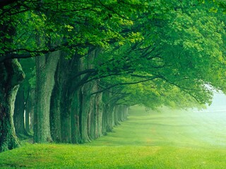 trees in the forest