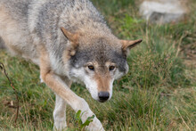 Grey Wolf - Canis Lupus - Walking In Grass