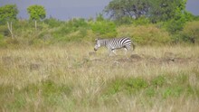 Zebra Walking Through Grass In Kenya Africa
